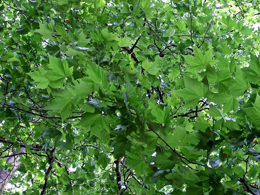Platanus acerifolia