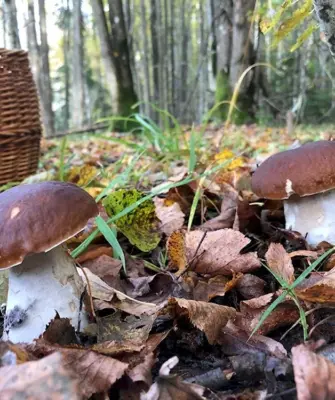Подосиновик Боровой