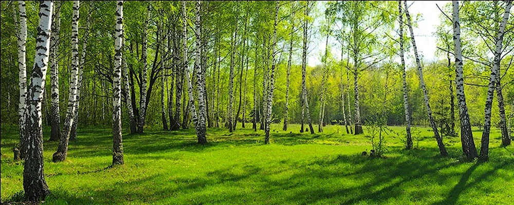 Поляна в березовой роще