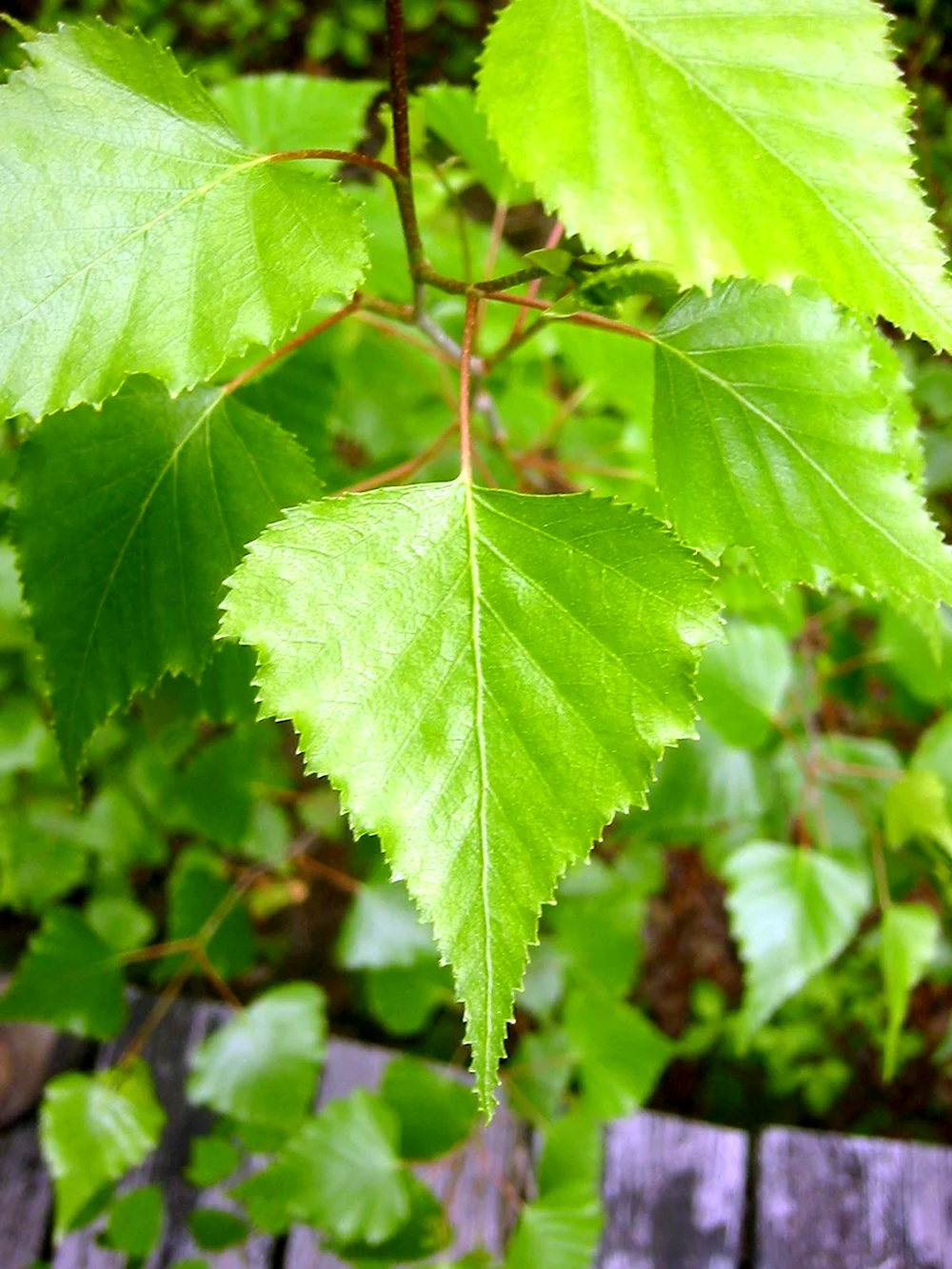 Populus nigra лист