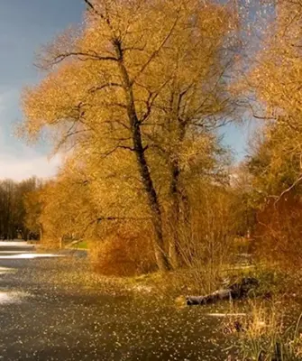 Поздняя осень