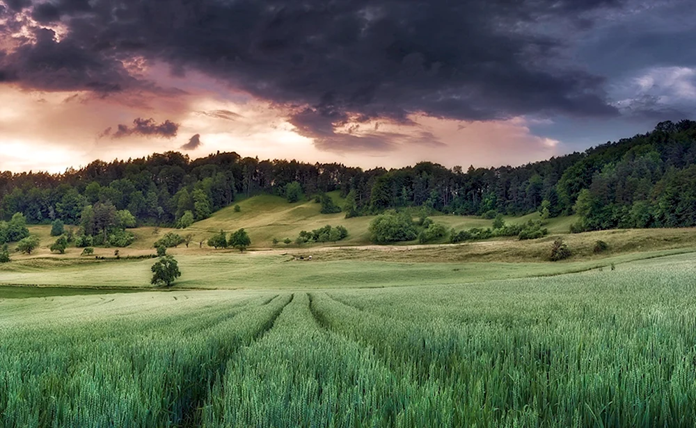 Природа поле