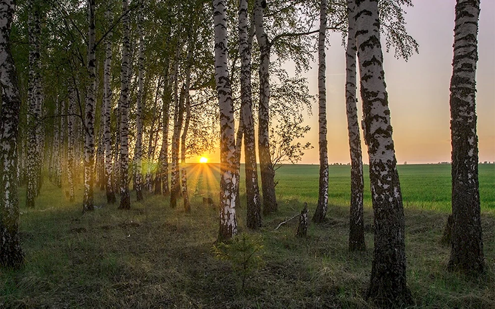 Природа России Березовая роща