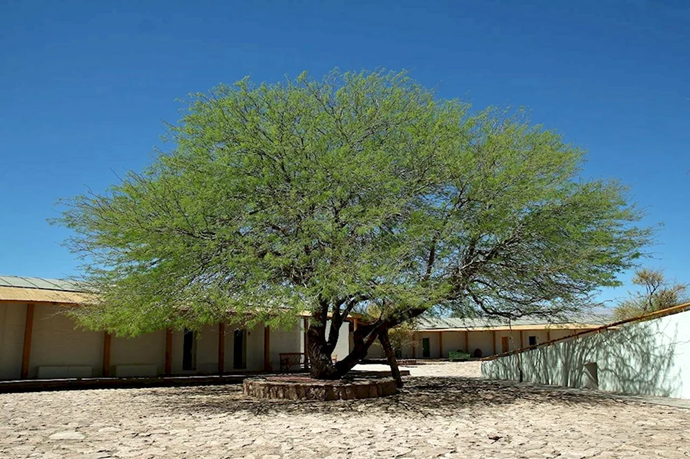 Prosopis Chilensis