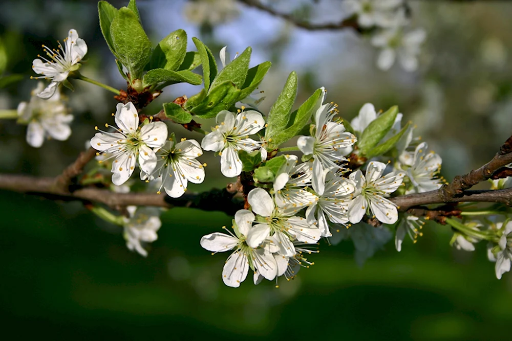 Prunus domestica дерево