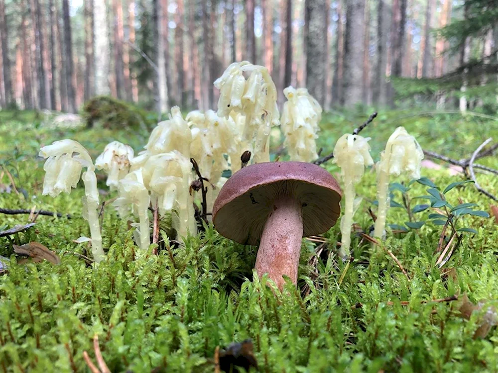 Псковская область грибы