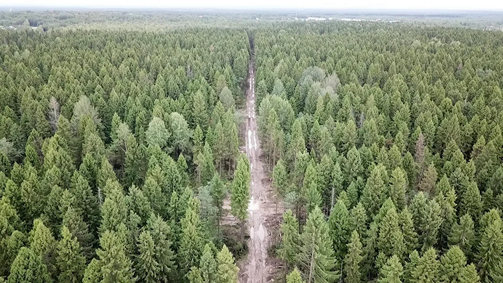 Пуловский лес в Череповце