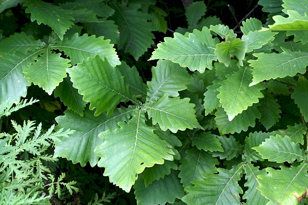 Quercus mongolica