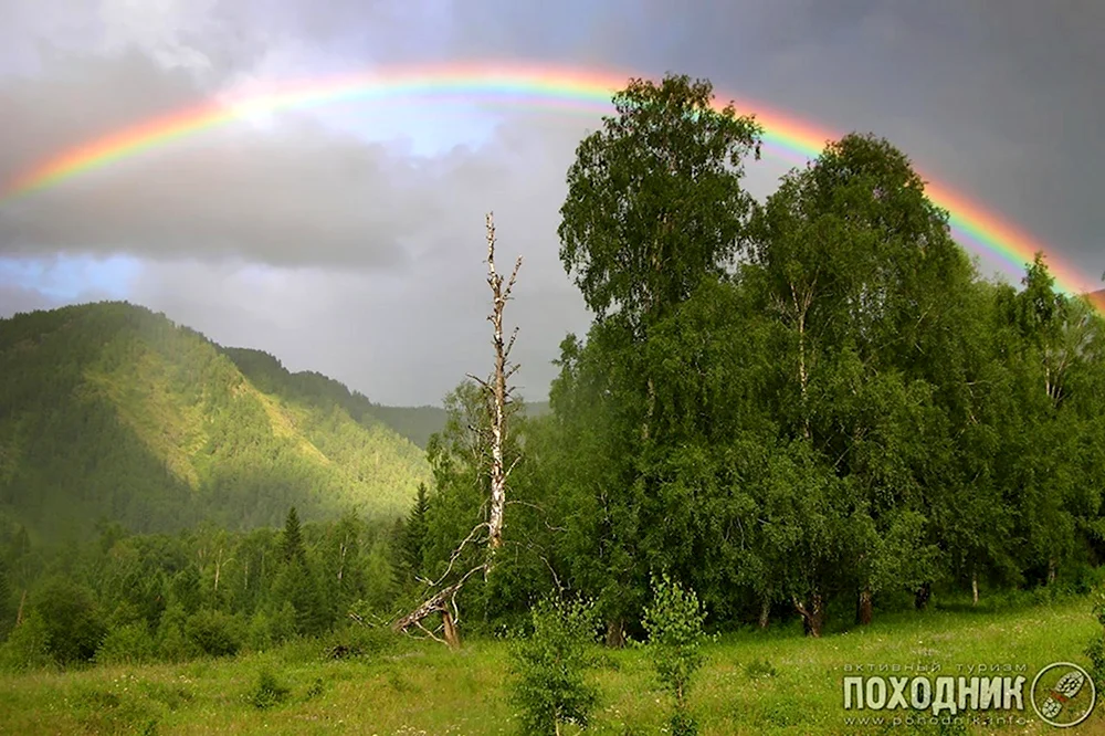 Радуга в лесу