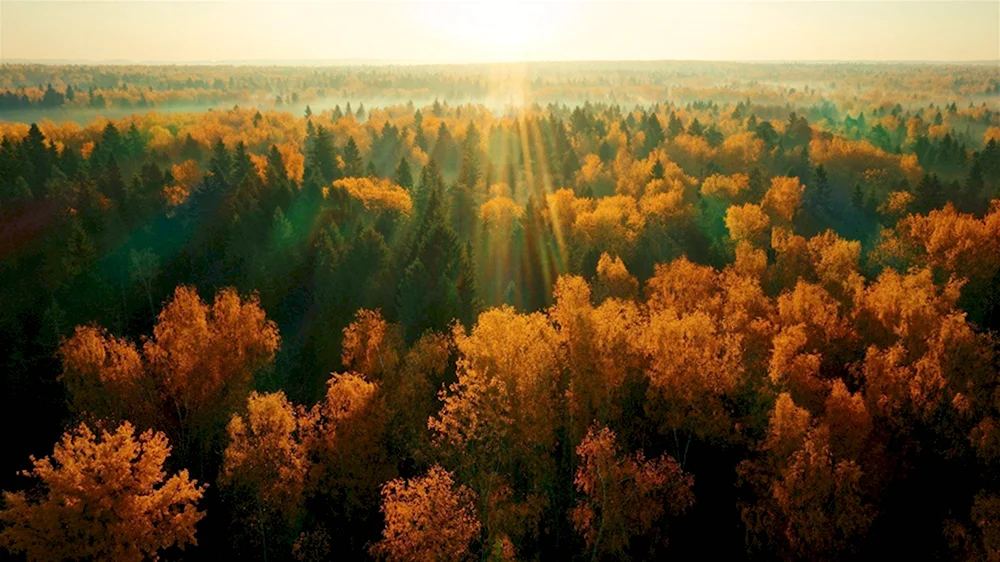 Рахинский Лесной массив