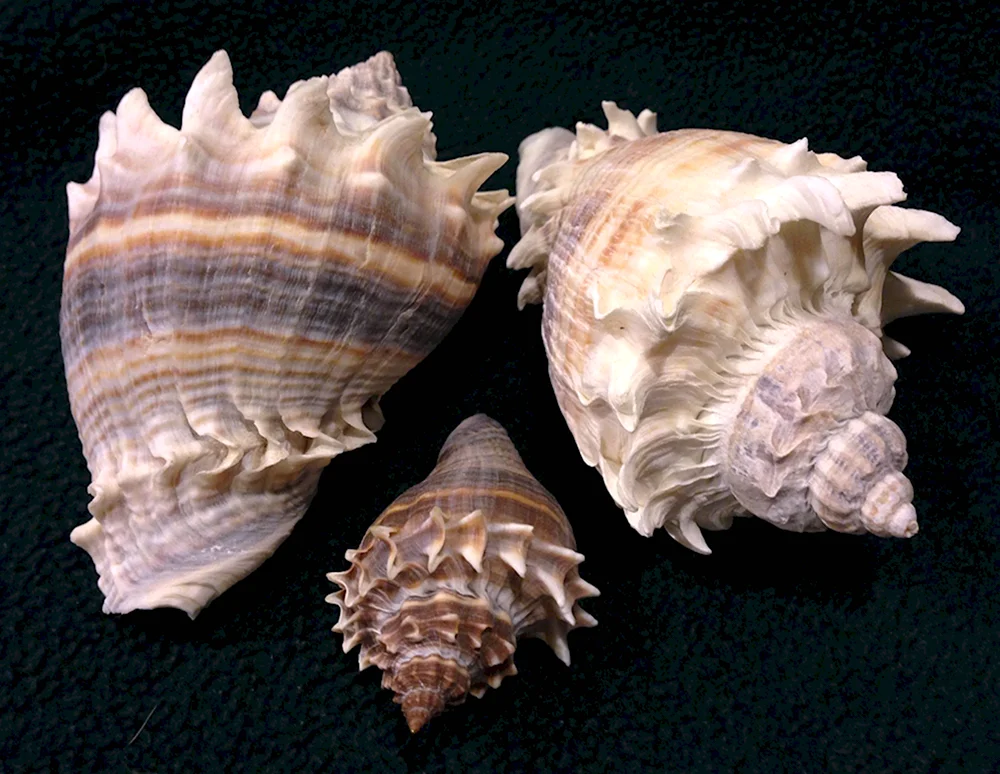 Ракушка Crown Conch