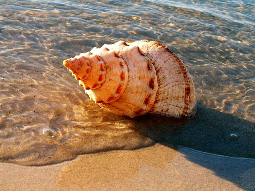 Ракушка рапана красного моря