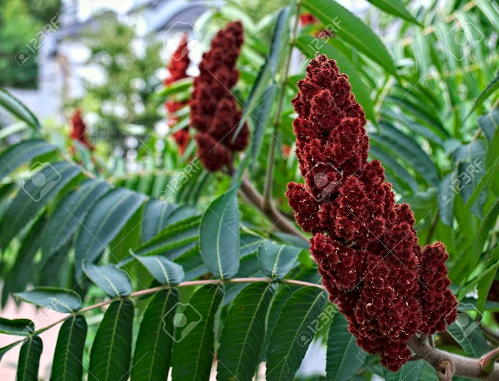 Red Sumac