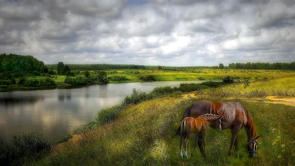 Река лоша Беларусь