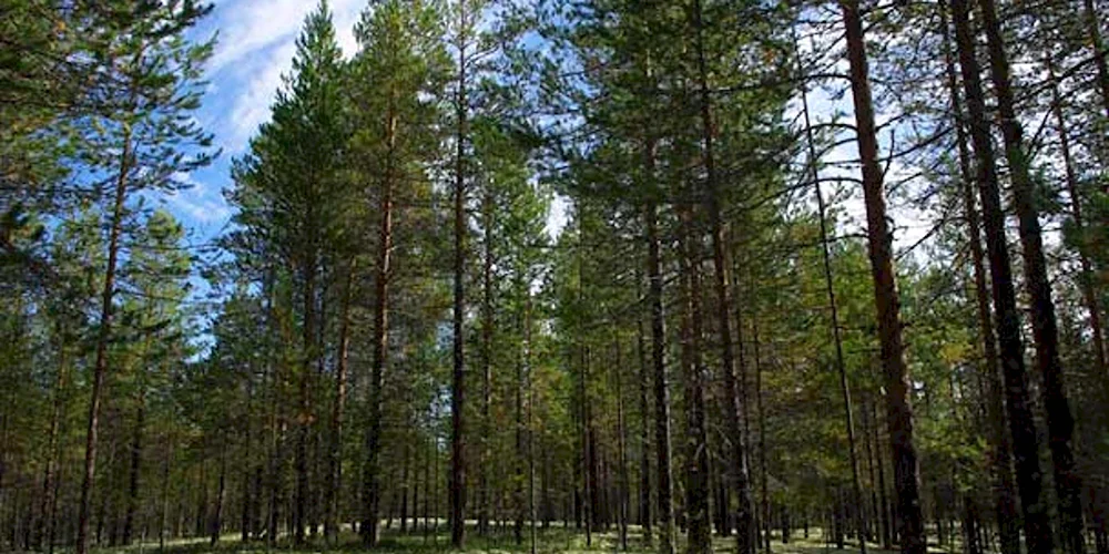 Реликтовый лес Коми