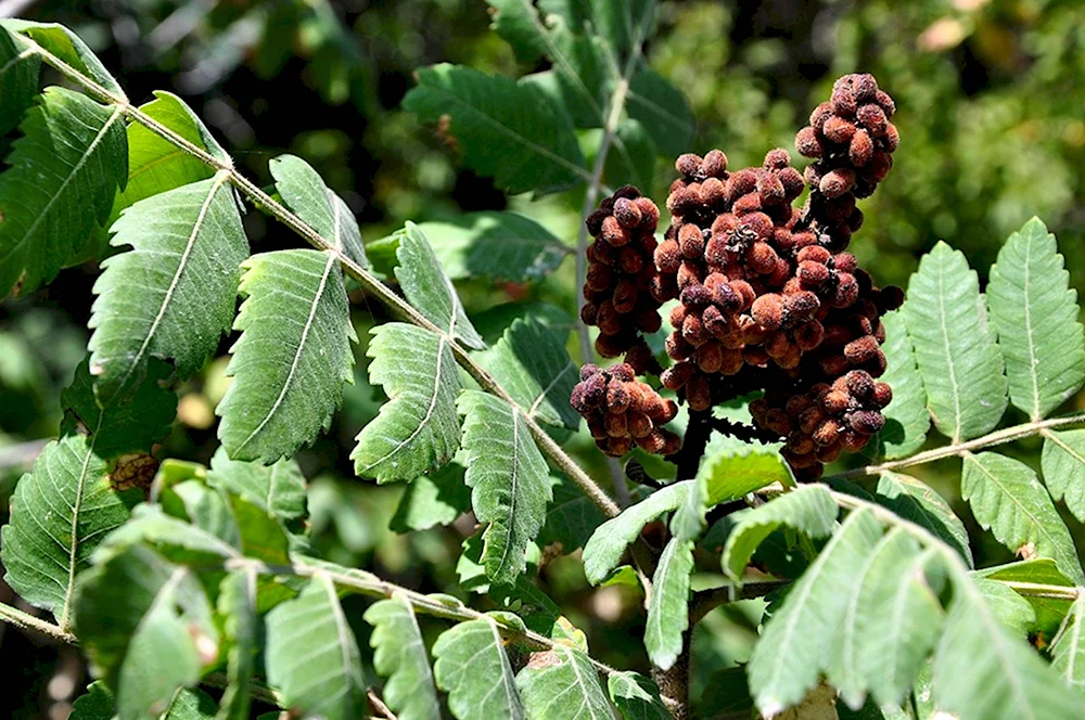 Rhus coriaria