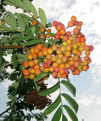 Рябина крупноплодная Sorbus domestica
