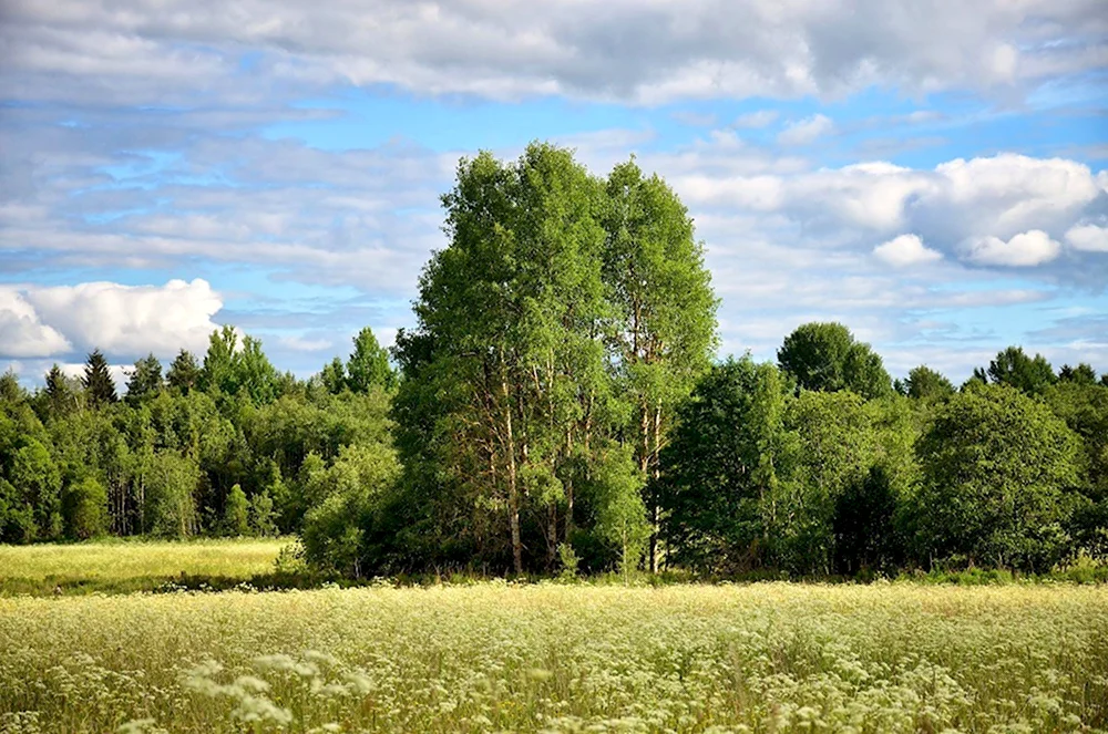 Родные просторы природа России