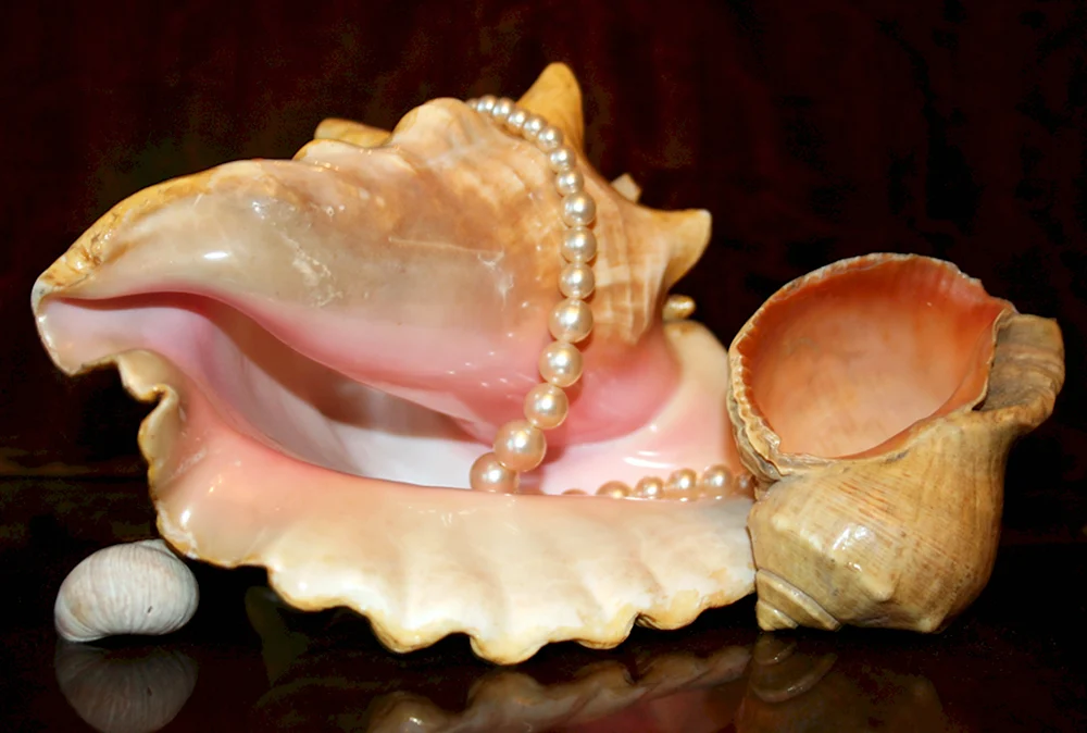 Розовая морская раковина