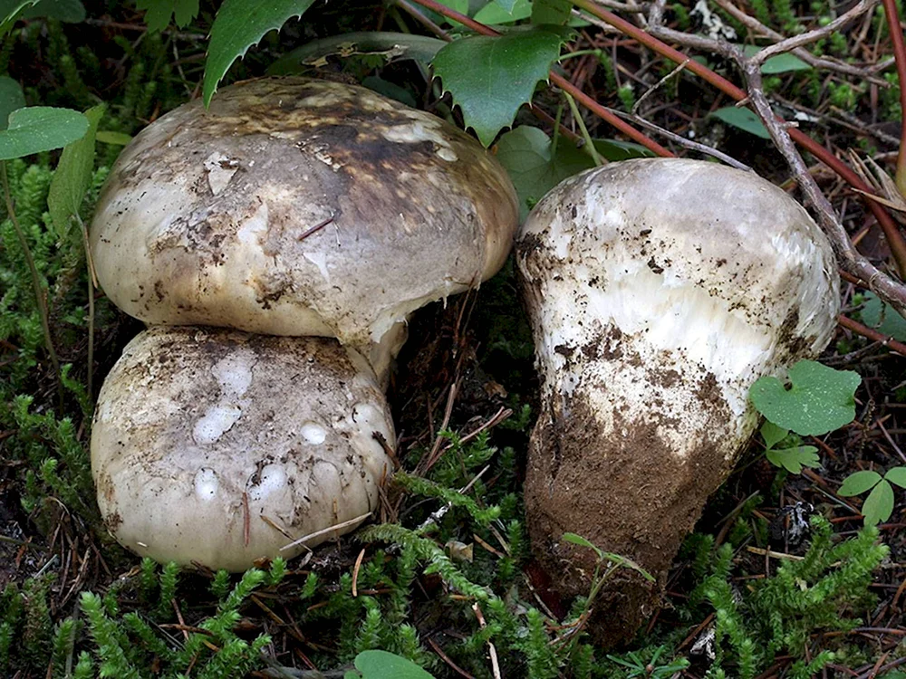 Шампиньон Сахалинский Catathelasma ventricosum