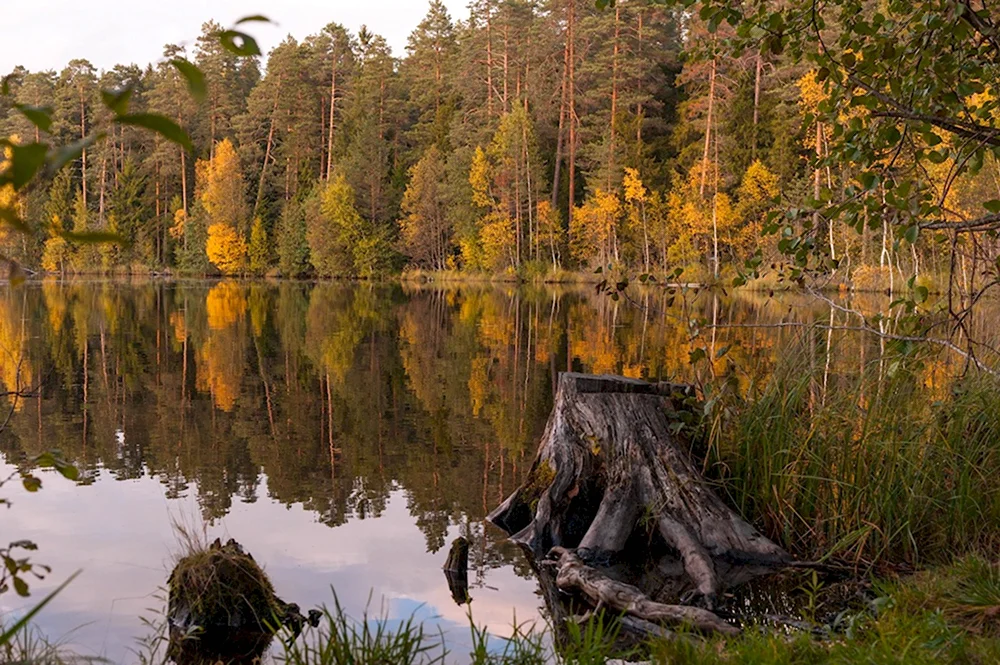 Щучье озеро Комарово