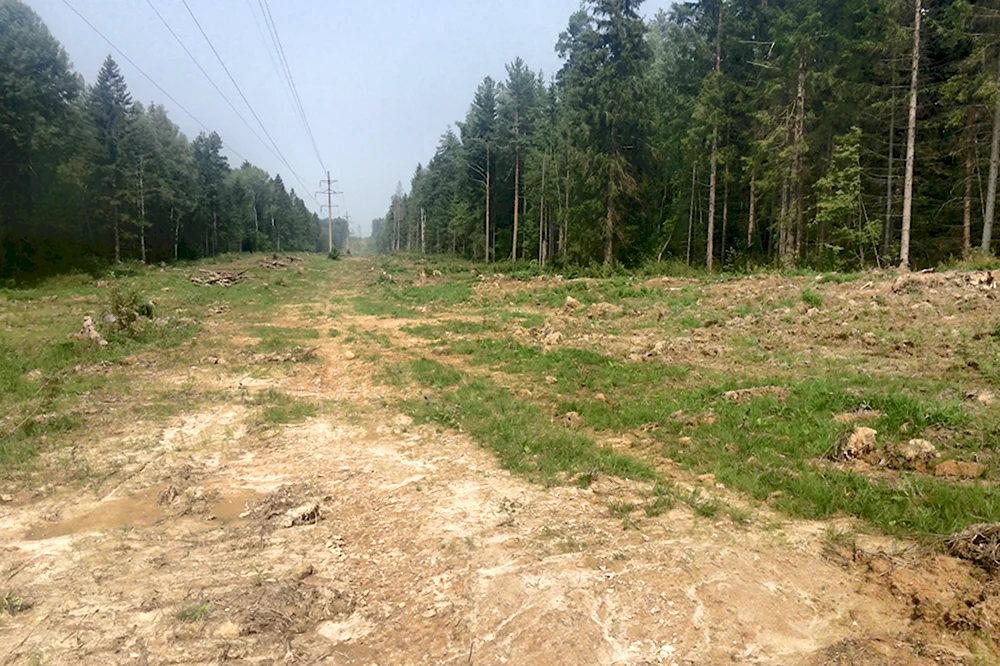 Широкая просека