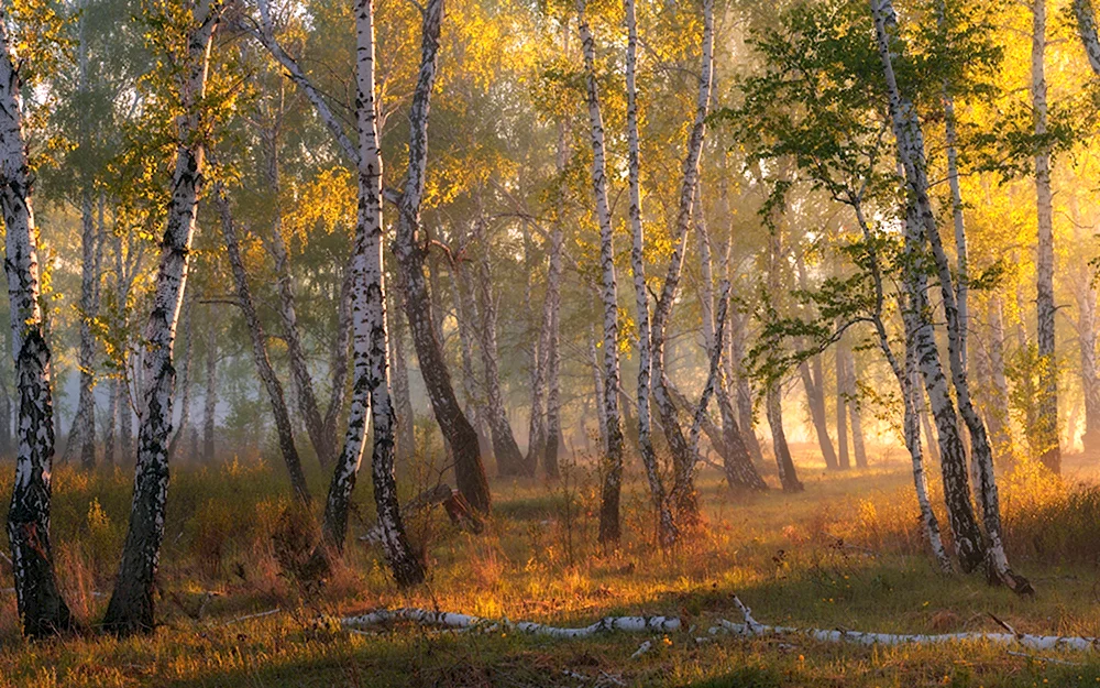 Шишкин и. и. осень. Берёзовая роща