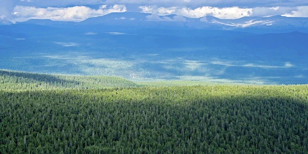 Сибирь Тайга панорама