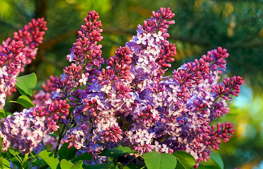 Сирень Кавур