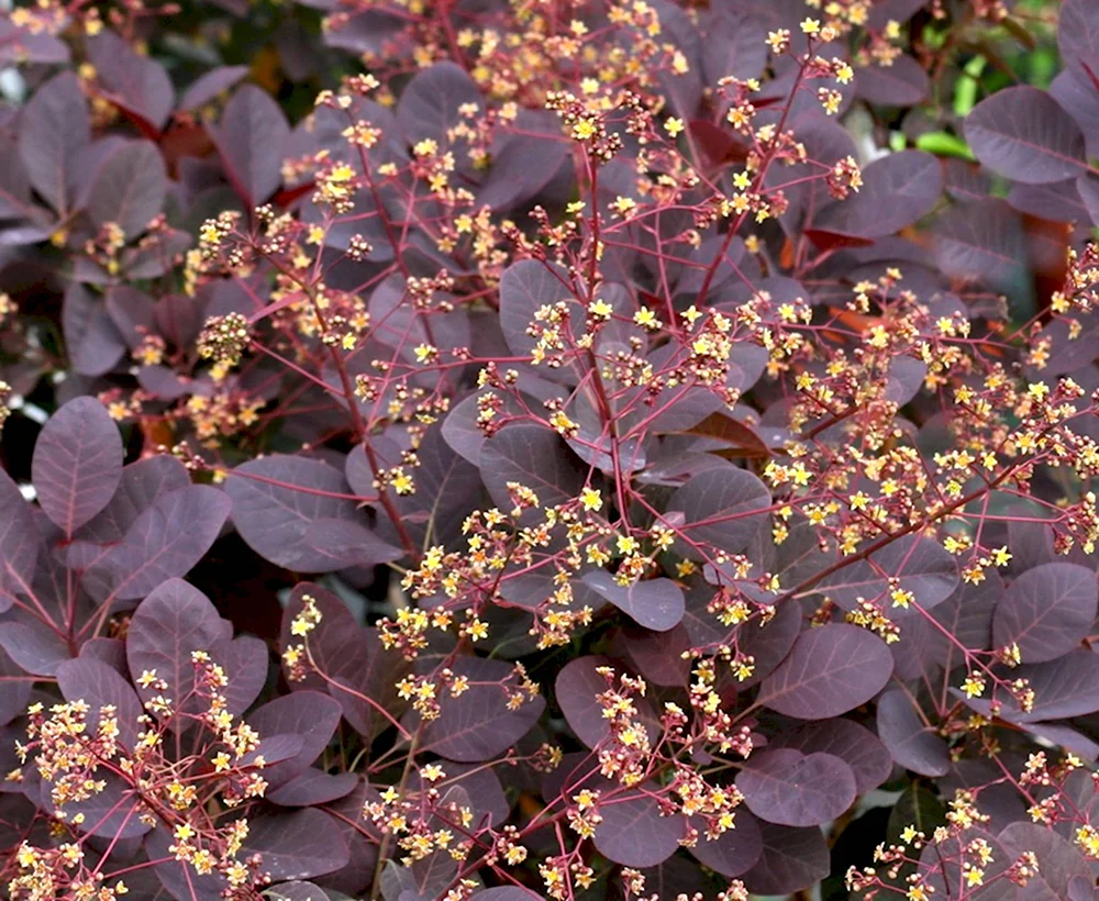 Скумпия Кожевенная Cotinus coggygria `Royal Purple`