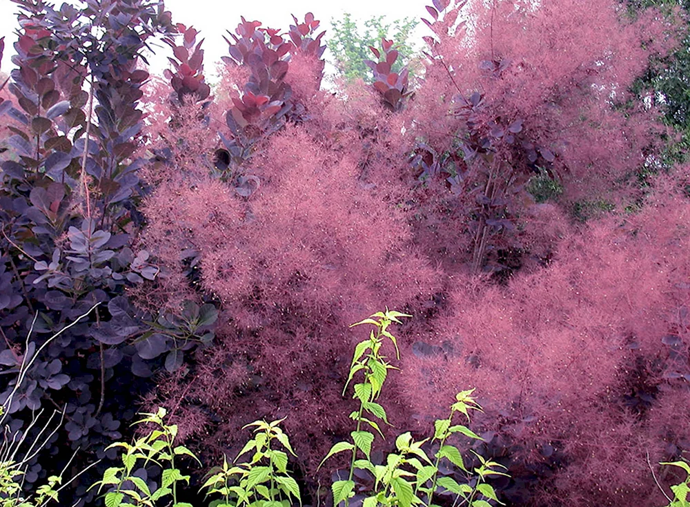 Скумпия Кожевенная Royal Purple