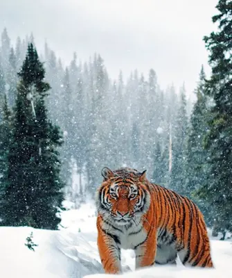 Снежная Тайга