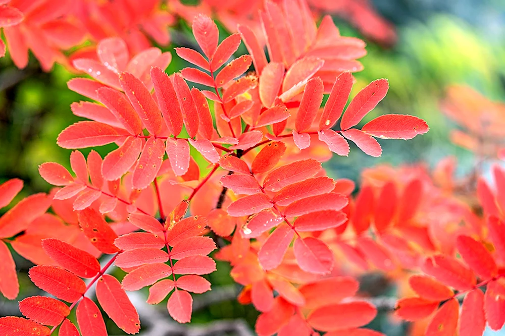 Sorbus matsumurana рябина Матсумура