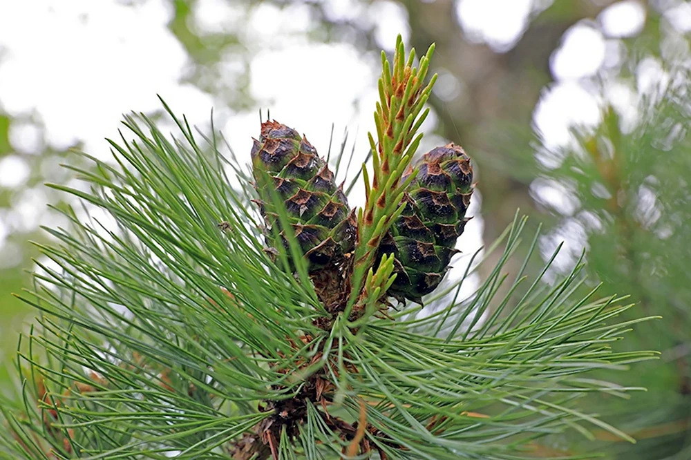 Сосна Кедровая СибирскаяPinus sibirica