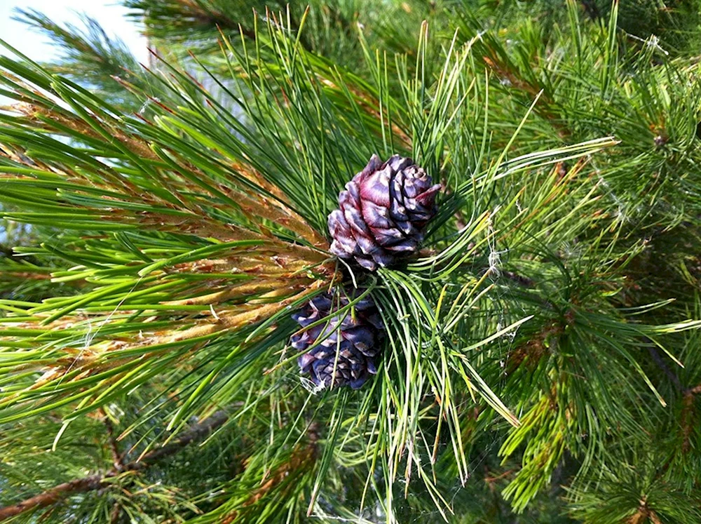 Сосна Сибирская Кедровая Pinus sibirica du Tour