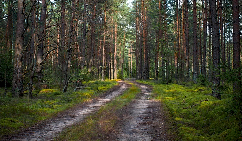 Сосновый Бор Алексин лес