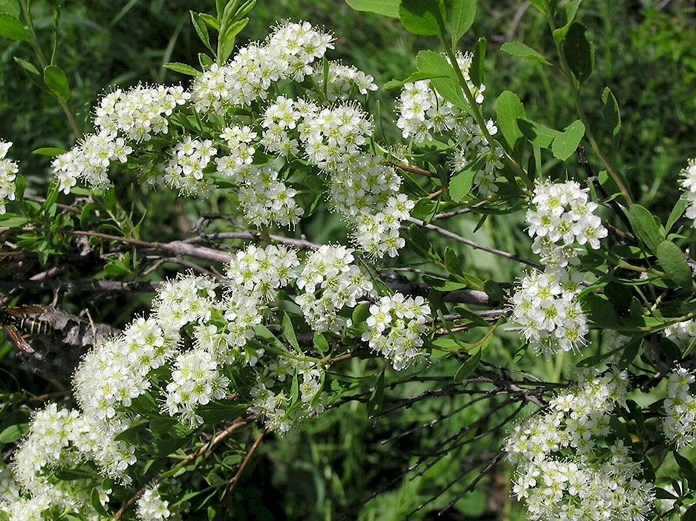 Спирея городчатая