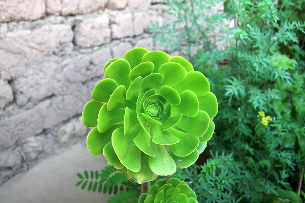 Суккулент Exotica