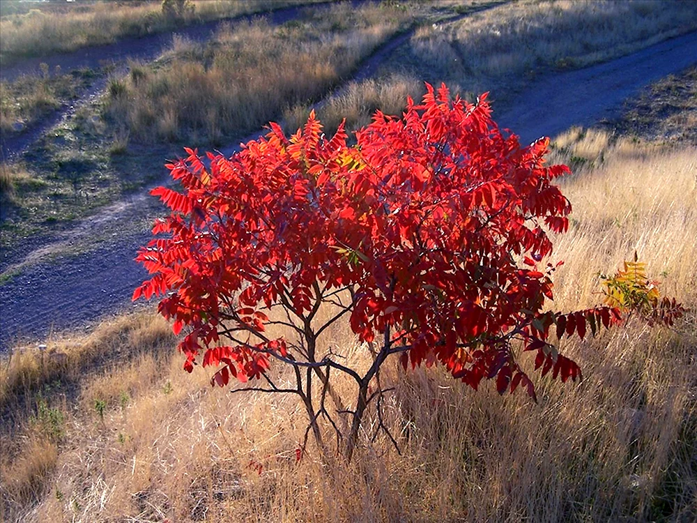 Сумах голый Rhus glabra