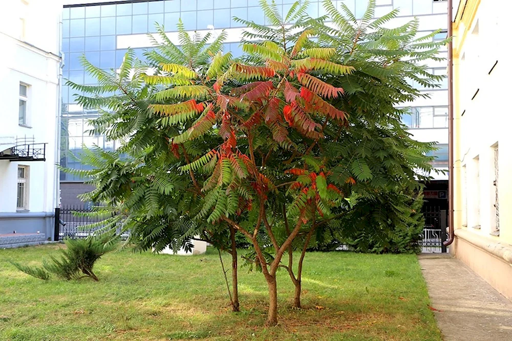 Сумах оленерогий Rhus typhina