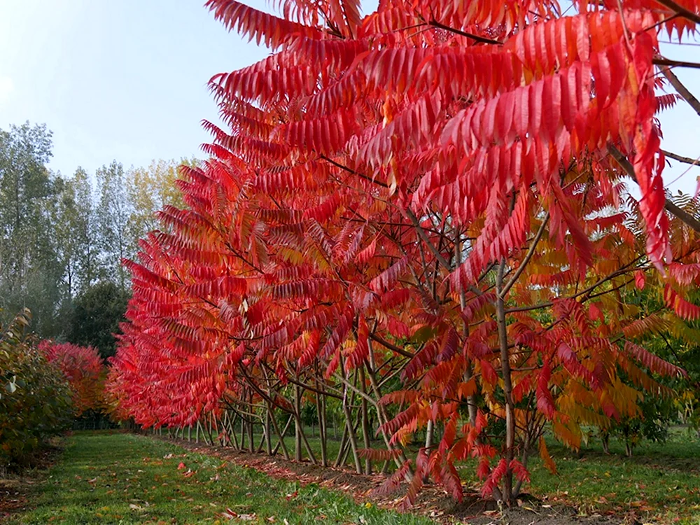 Сумах оленерогий Rhus typhina