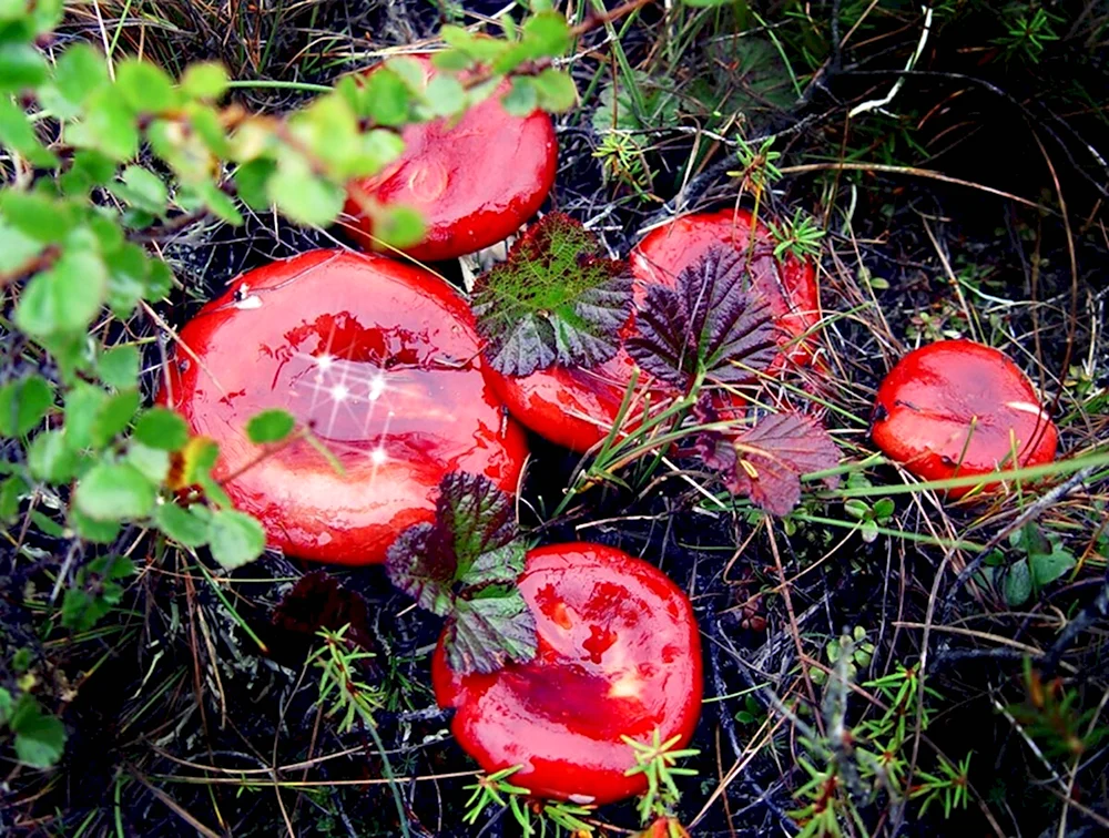Сыроежка остроедкая Rússula Sardónia