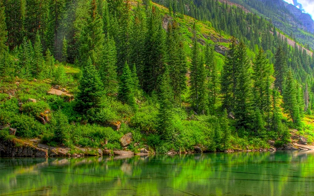 Тайга хвойные леса реки Сыктывкар