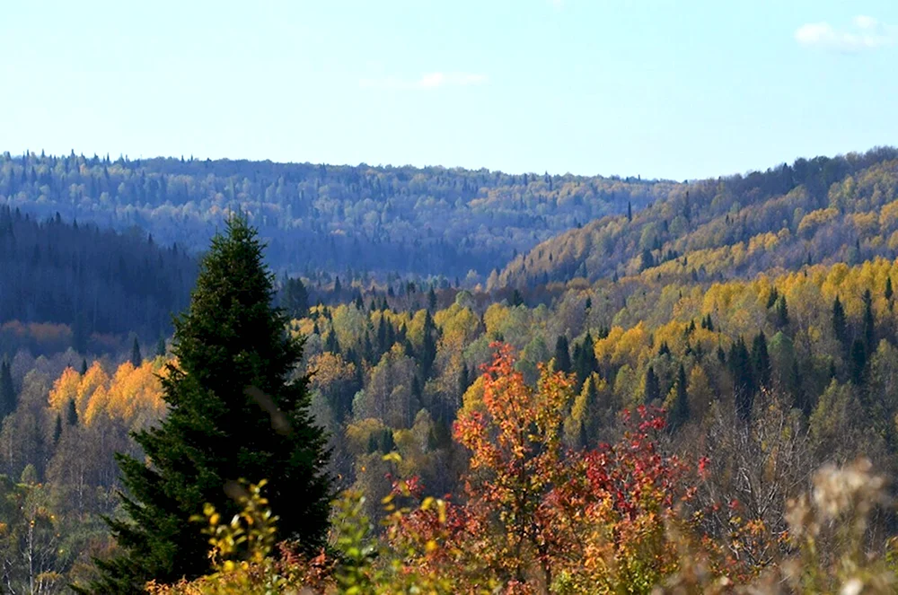 Тайга Салаирский Кряж