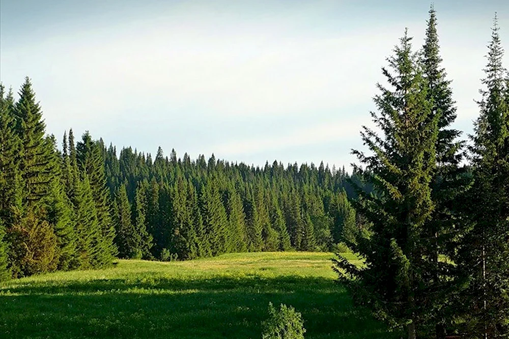 Тайга в Удмуртии