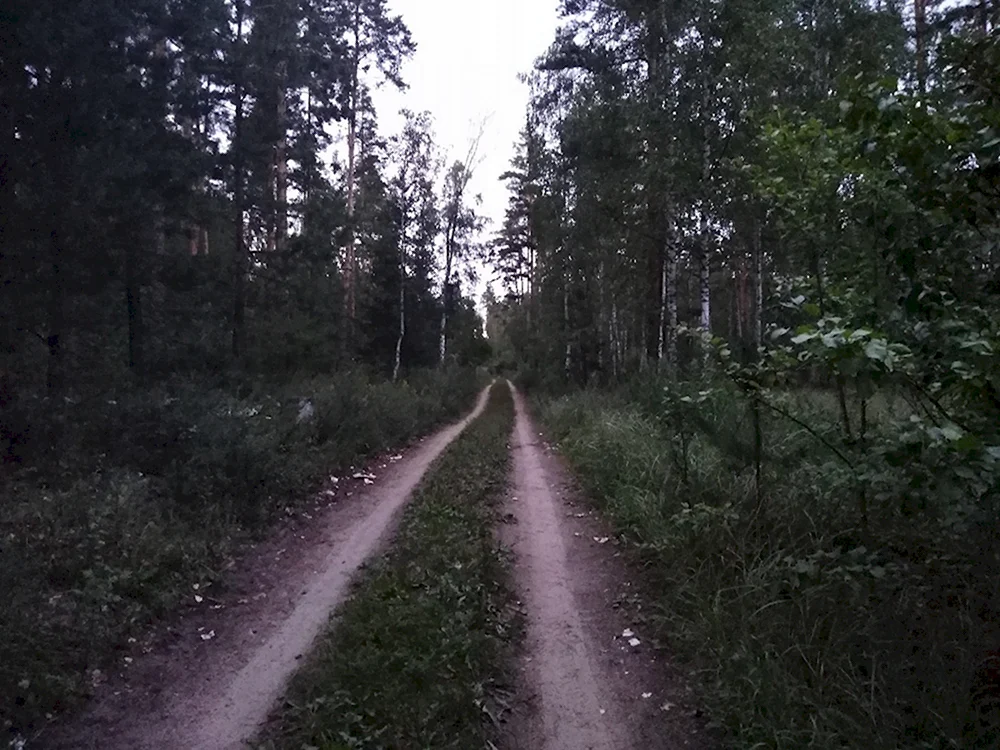 Тамбовские леса
