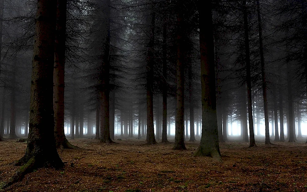 Темный лес the Woods