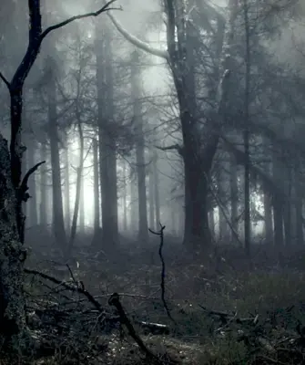 Темный лес the Woods 2005