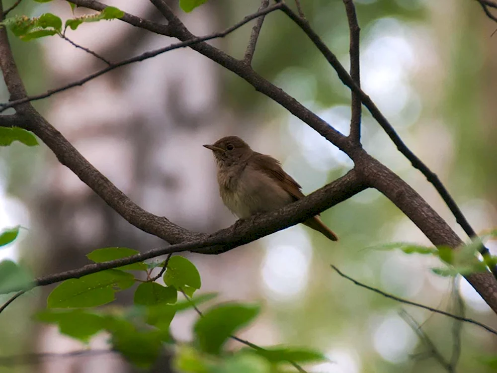 The Thrush Nightingale Luscinia Luscinia
