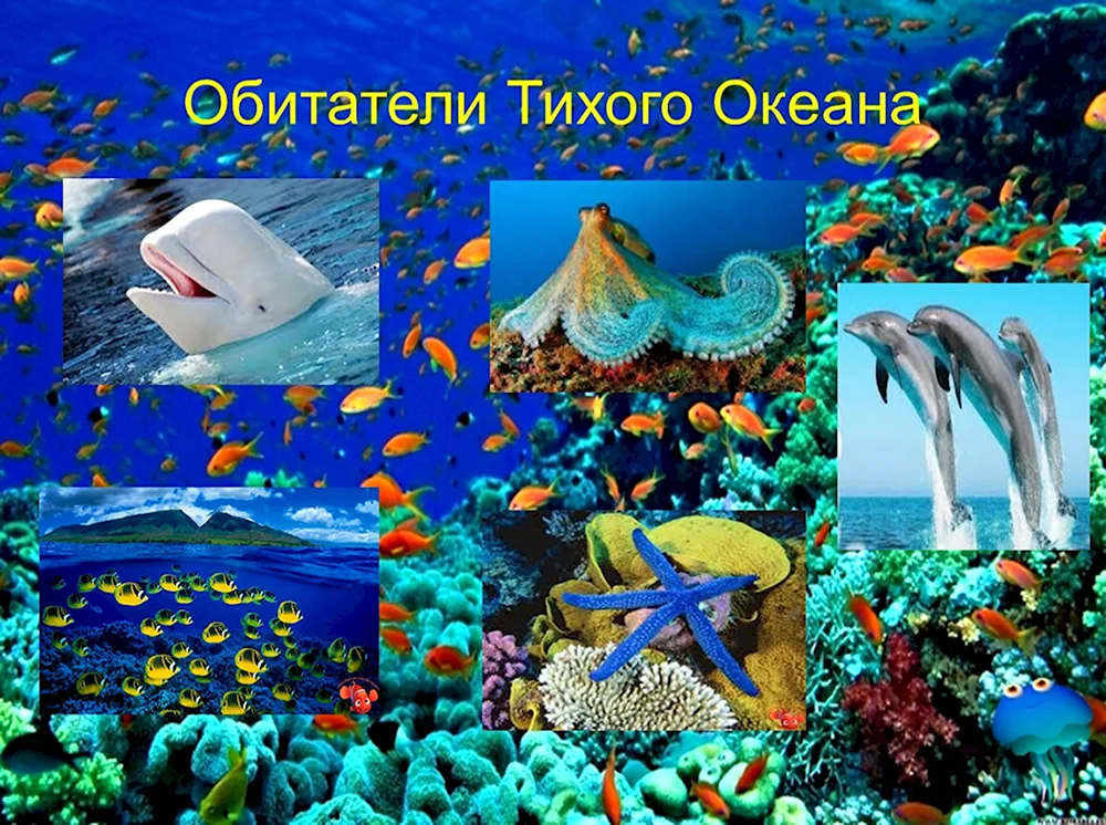 Тихий океан обитатели океана